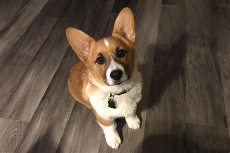 Corgis for sale in iowa - Cowboy Corgis. 10,109 likes · 236 talking about this. A Cowboy Corgi is a cross between a Heeler (Australian Cattle Dog) and a Corgi. They are the coolest